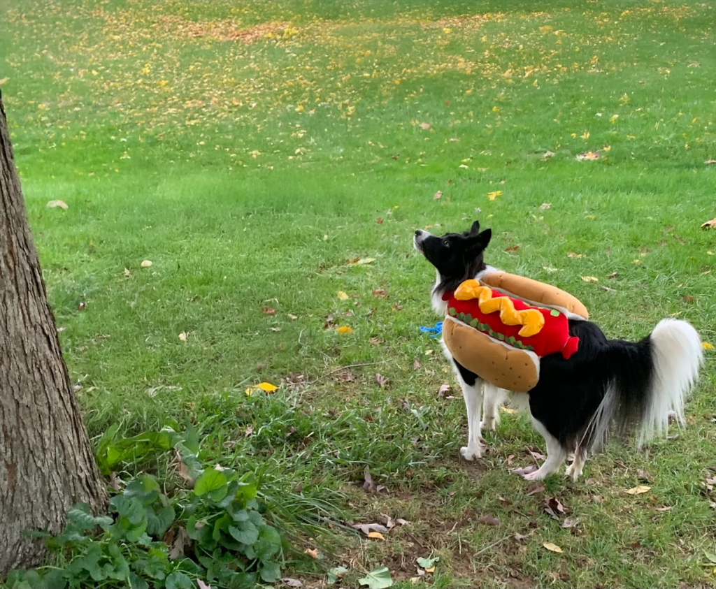 Border collie in costume