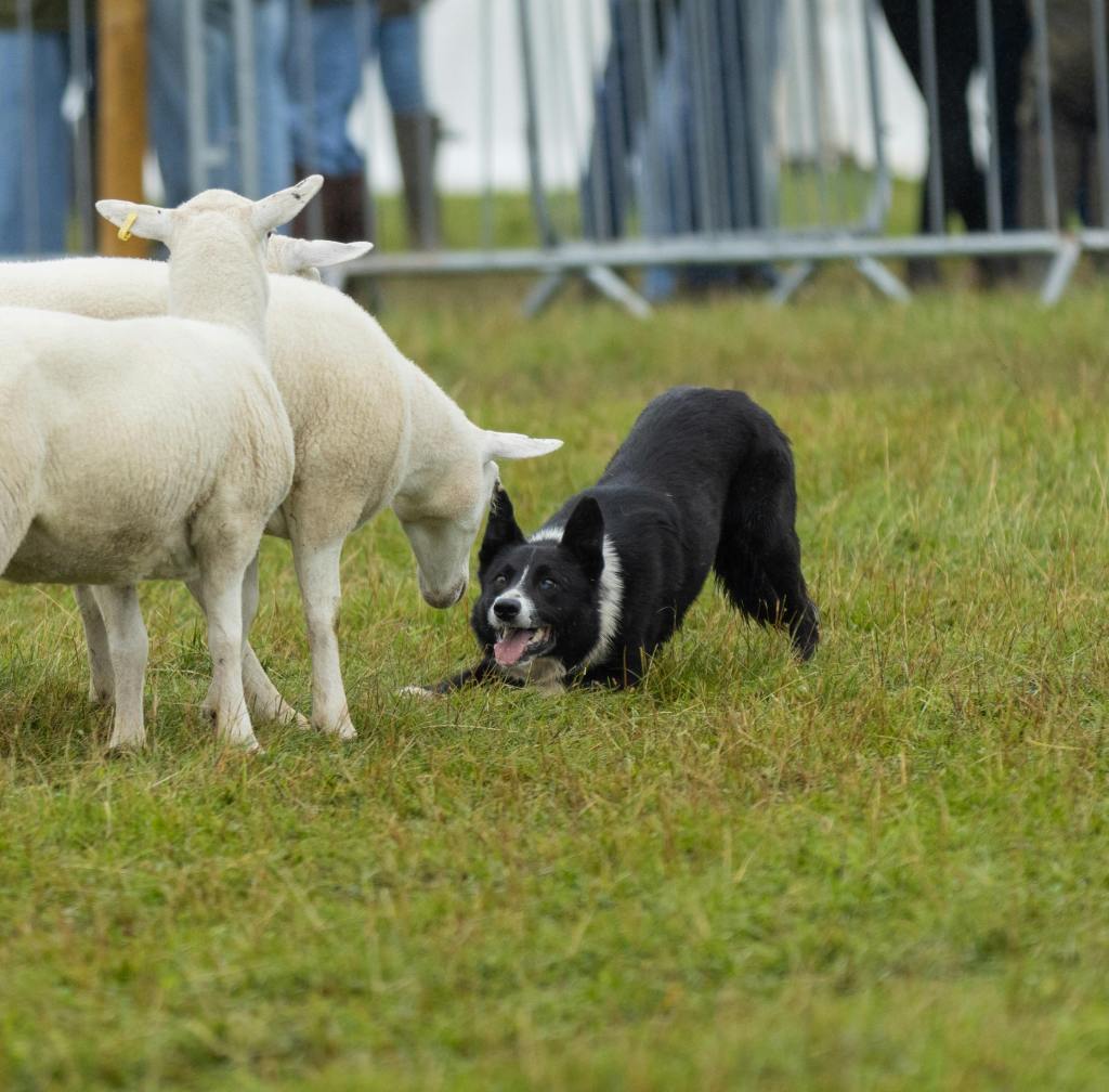 Border Collie and Sheep