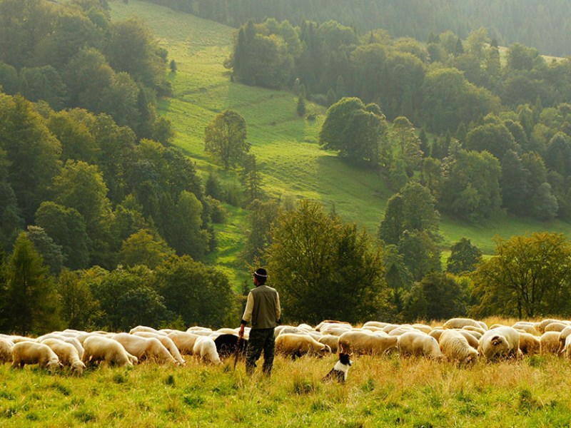 Wounded but Not Lost: Understanding Church Wounds and How to Heal (Part&nbsp;1)