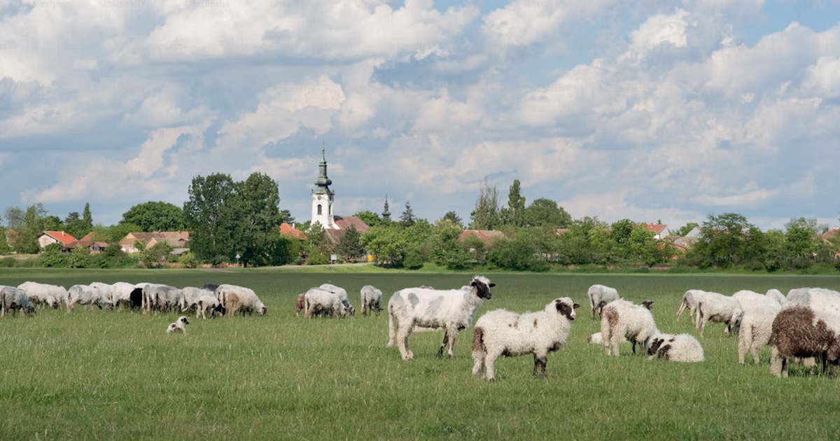 church hurt - sheep and shepherds
