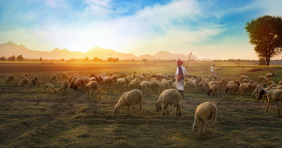 church hurt - sheep and shepherds